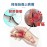 Medex H04b - Thumb Splint with L/R 拇指硬套