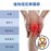 Medex K28 - Knee Support 膝部護托