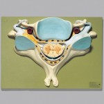 Fifth Cervical Vertebra Model